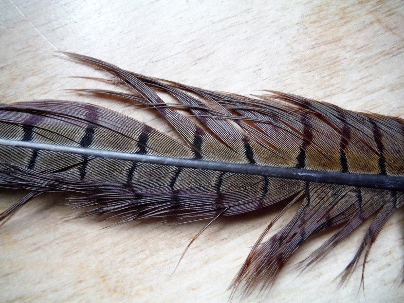 Cock pheasant tail fibres